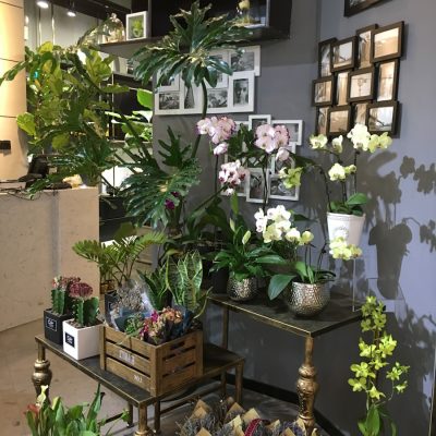 Photo "Plants and decoration for a fresh and affordable look"