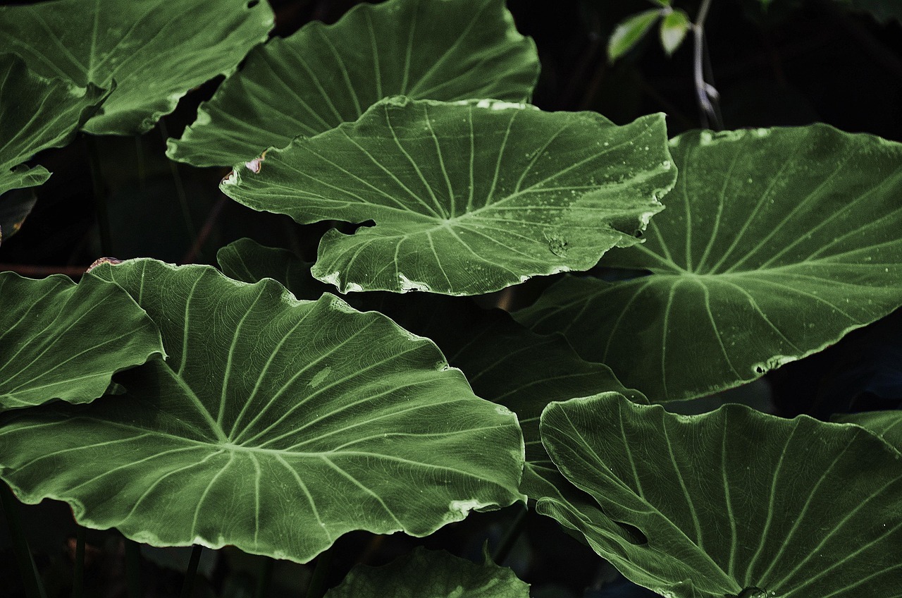 Rustieke vijver met lokale plantensoorten. Rustieke vijver met lokale plantensoorten.