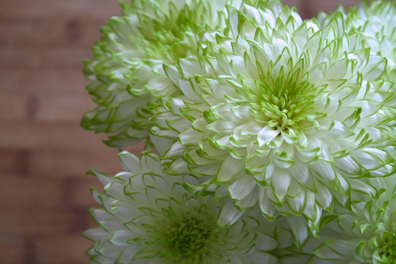 Binnenmuur versierd met natuurlijke algenkunst. Binnenmuur versierd met natuurlijke algenkunst.